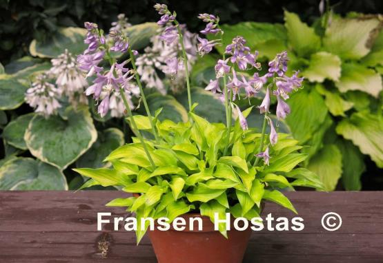 Hosta Ground Sulphur